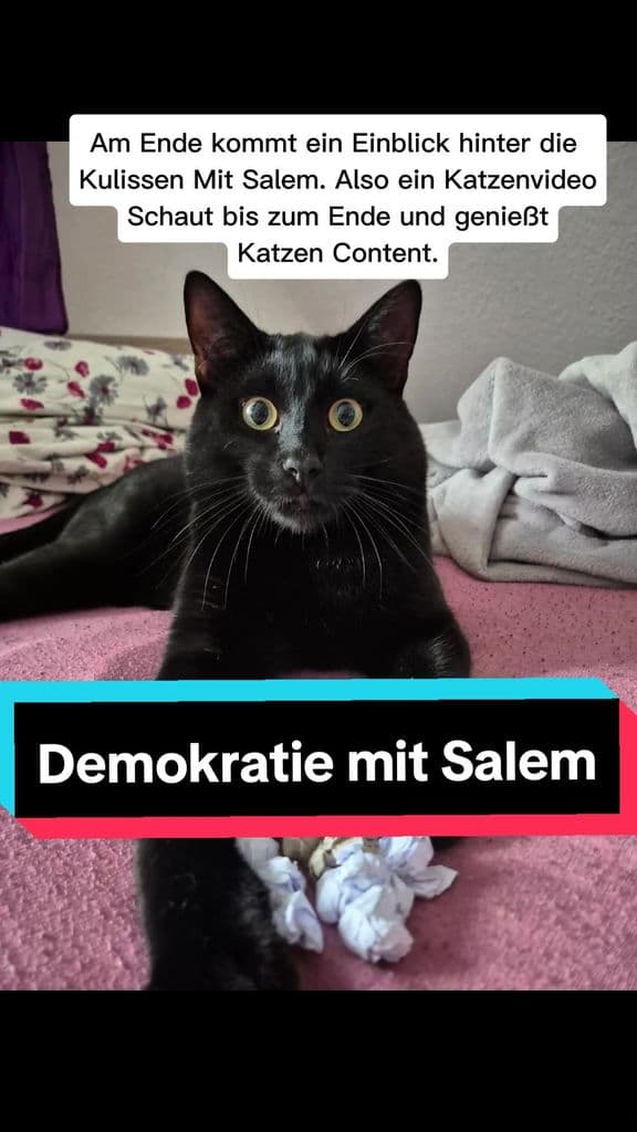habt ihr eine Minute? Teilt das mit allen damit die Wahlbeteiligung so hoch wie möglich ist!! #sachsen #thüringen  #Politik #politiktiktok #161 #Demokratie #katze #cat #catsoftiktok #antifaschismus #protestwählen #fyp #viral  #protestwählengegenrechts #reclaimtiktok #wählen #wahl #landtagswahl #fcknzs #fckafd 